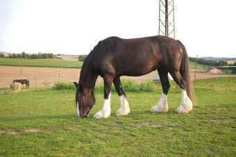 Shire horse 2 kobyly - 2