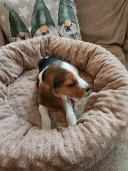 Štěňata bigla - 2