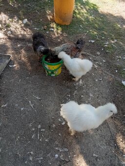 Prodám Hedvábničky kohoutky - 2