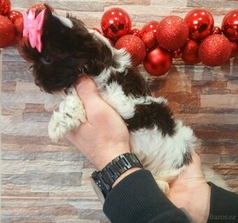 Biewer,Biro Jorkšírský teriér - 2