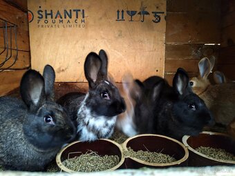 Králík/kralik samec / samice - 2