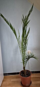 Palma kanárská 140 cm - 2