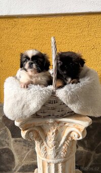 Stenatko kratkosrsty pekinezer - 2