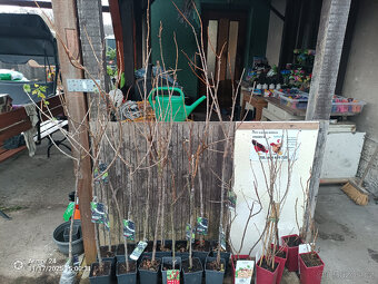 Josta a Černý rybíz - 2