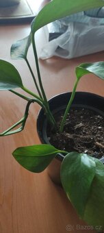 Pokojová rostlina Epipremnum/šplhavnice/pothos - 2