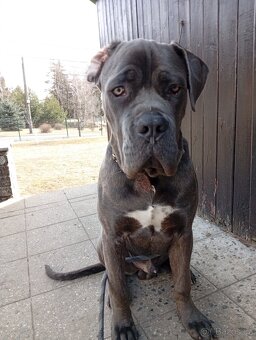 Štěně Bandog - 2