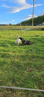 Whippet - 2