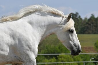 Fellský pony - top klisna - 2