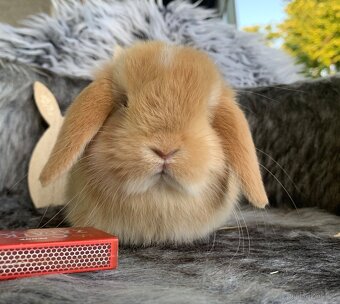 ❤️❤️Minilop Kralicek Beránek mimi k rezervaci - 2