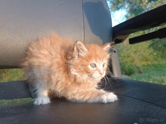 Mainská mývalí x ragdoll - 2