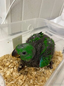 eklektus polychloros - 2