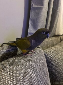 Papoušek patagonský - 2