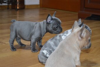 francouzsky buldocek - 2