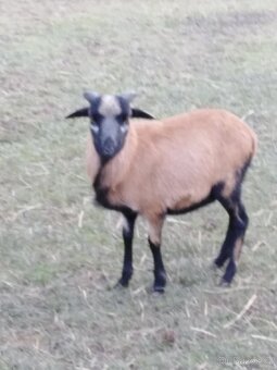 Kamerunský beran - 2