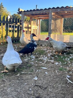 Kachna pižmová - 2