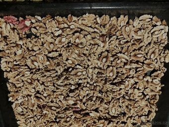 Vlašské ořechy - 2