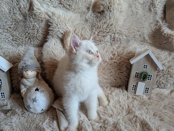 Britská koťata - 2