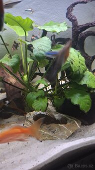 Komplet zaběhle akvarium. - 2