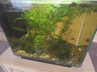 DARUJI AKVÁRIUM - 2