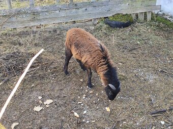 Ovce kamerunská - 2