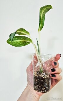 Aglaonema silver blue - 2