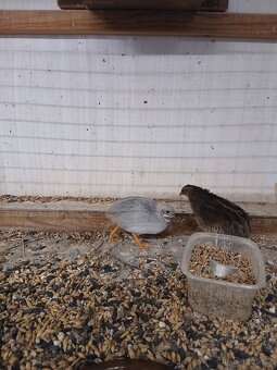 Křepelka čínská - 2