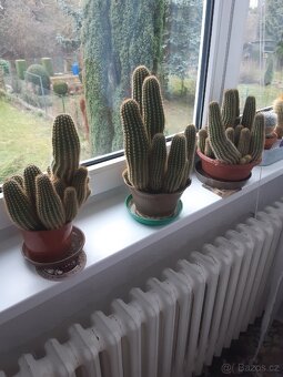 Prodám kaktusy - 2