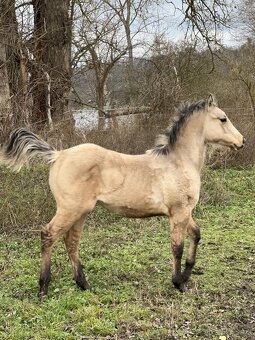 buckskin QH hřebeček, 1 rok, 6 panel test N/N - 2
