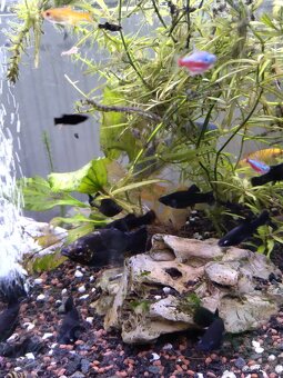 Black Molly - 2