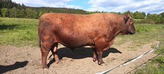 Prodám plemenného býka Aberdeen Angus - 2