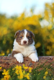 Australský ovčák s PP - red merle Lex - 2