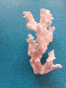 Prodám korál - bílý 11 x 6 cm. - 2