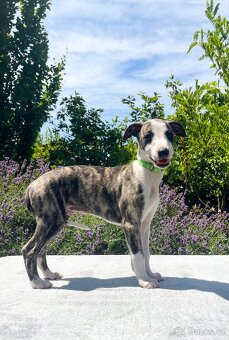 Whippet s PP - 2