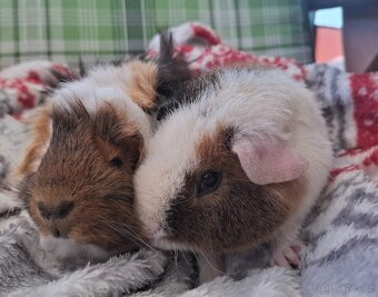 Morče - dva kluci Am. Cr. Teddy Bear a středně srstá rozeta - 2