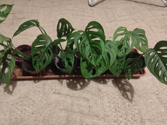 Monstera adansonii - 2