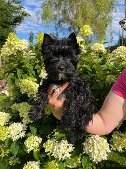 K prodeji black yorkshire terrier fenka - 2