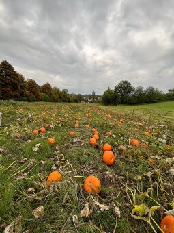 Dýně - 2