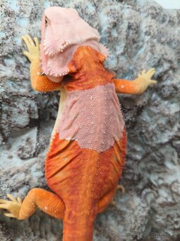 Agama vousatá Coral - 2