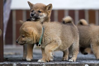 Shiba inu s PP - 2