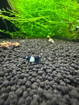 Sladkovodní krevetky - 2