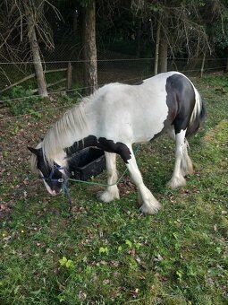 Timmy hledá domov 🏡 - 2