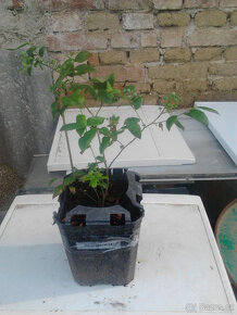 Prodám sazenice kanadských borůvek SPARTAN-DUKE - 2