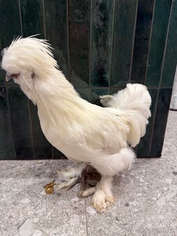 Hedvabnicka USA kohoutek - 2