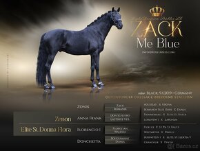 Připouštění drezurním plemenným hřebcem - 2