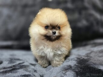Pomeranian Mini - 2
