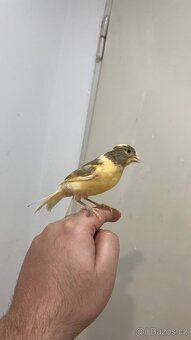 Nabízím kanáři 5/12/2025 - 2