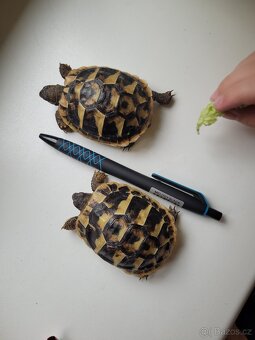 Želvy zelenavé - 2