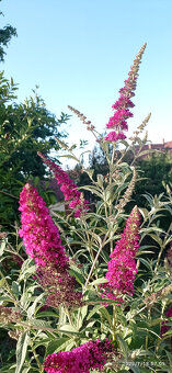 Komule Davidova (Buddlea, Motýlí keř) - viz fota - 2