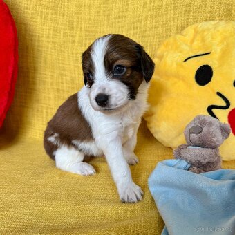 Šteňátka Kooikerhondje – Holandský vábič kačiek - 2
