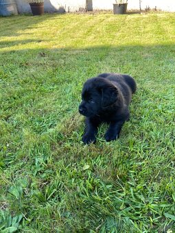 Labradorský retriever s PP - černá fenka - 2